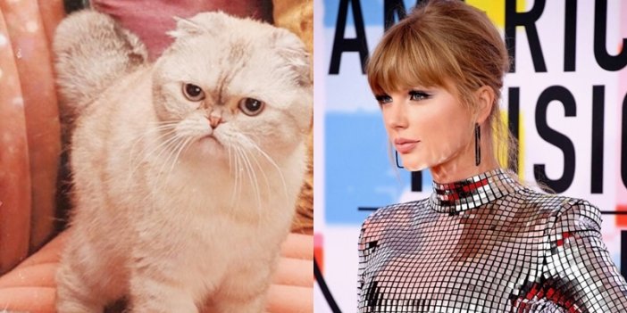 Among The Richest In The World Taylor Swifts Cat Olivia Benson Whose Fortune You Can Buy 6 